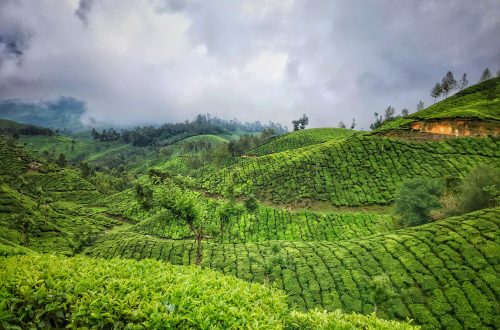 2 Days Itinerary Travel Guide to Munnar 2