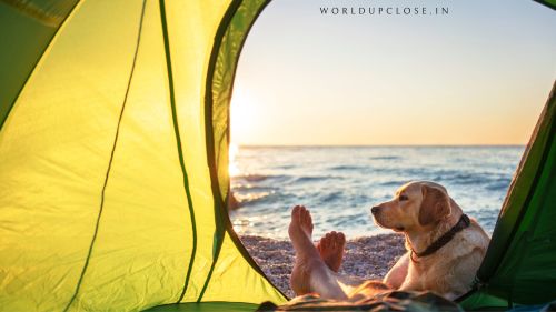 Complete Guide to Camping with Pets 13